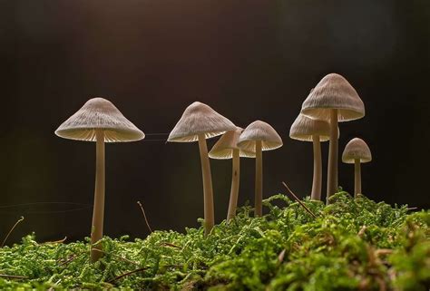 Magic mushrooms in the crystal garden